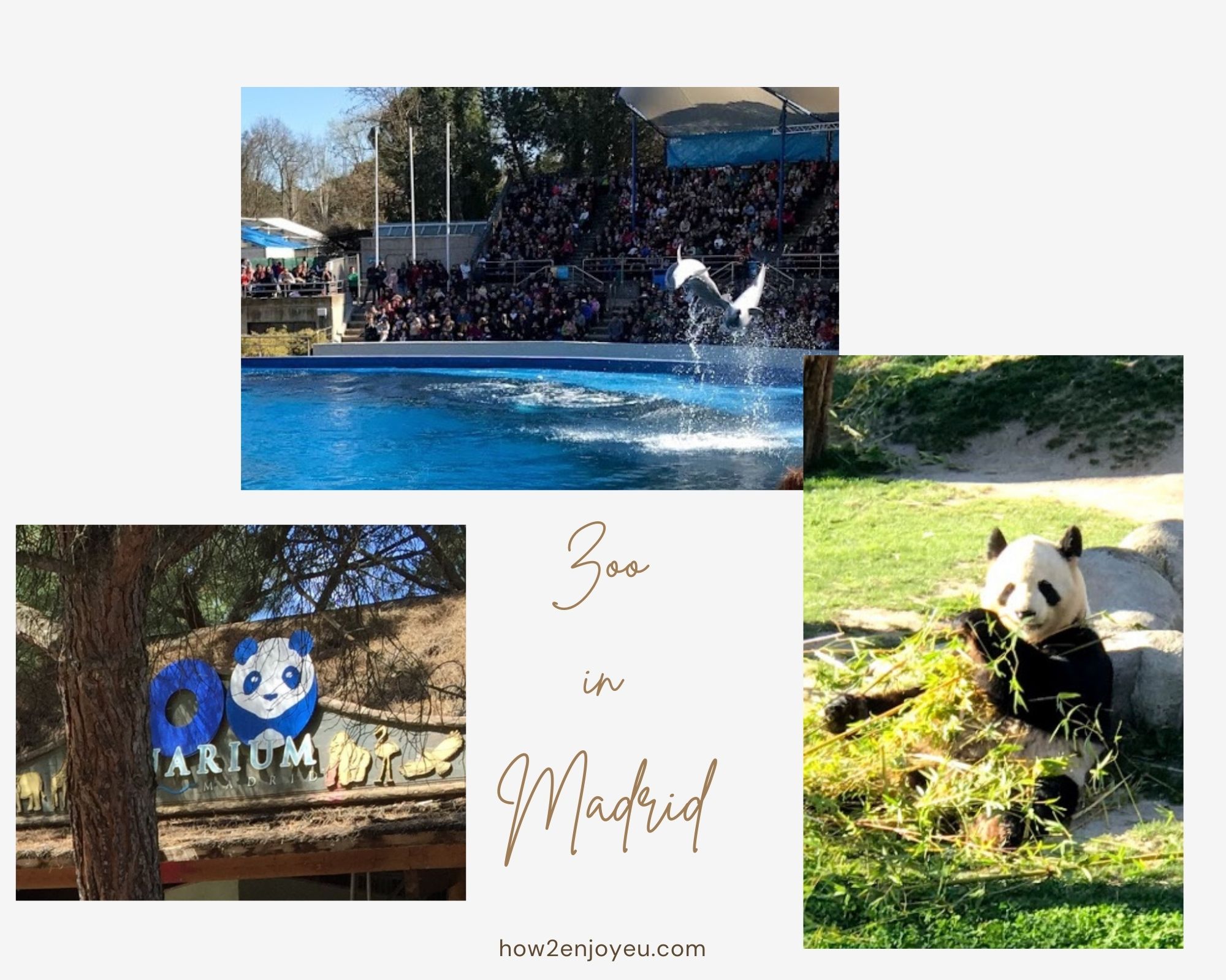 You are currently viewing マドリード動物園&水族館 【Zoo Aquarium de Madrid】は大人も楽しめるスポット